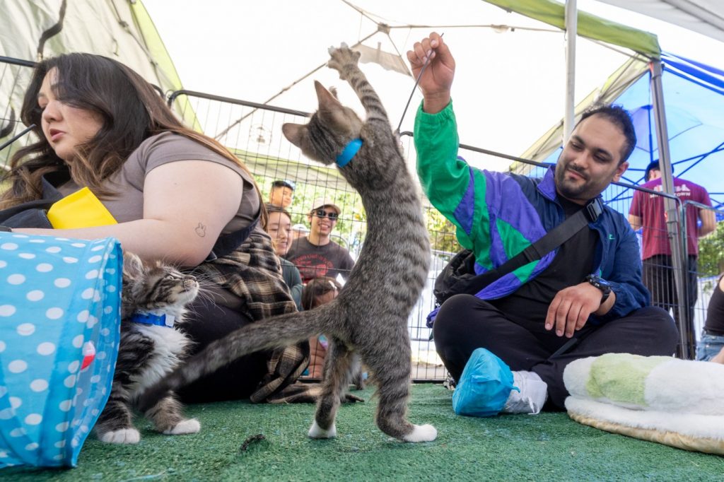 SJMADE Fest brings together creative makers, dancers (and cats)