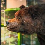 Sights, sounds and smells of nature rule at this new Cal Academy of Sciences exhibit