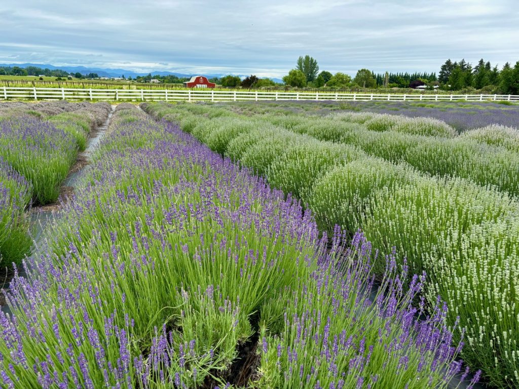 5 lavender festivals to enjoy in Northern California and Oregon this summer