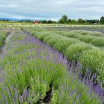 5 lavender festivals to enjoy in Northern California and Oregon this summer