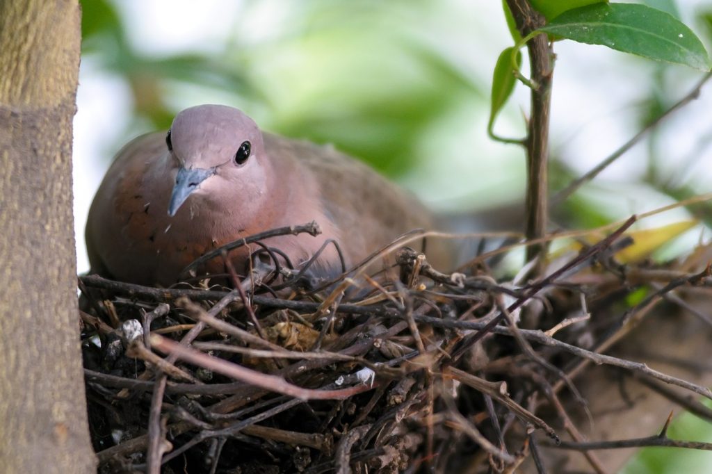 Can a Vallejo bird lover do anything to protect a mourning dove nest from predators?