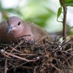 Can a Vallejo bird lover do anything to protect a mourning dove nest from predators?