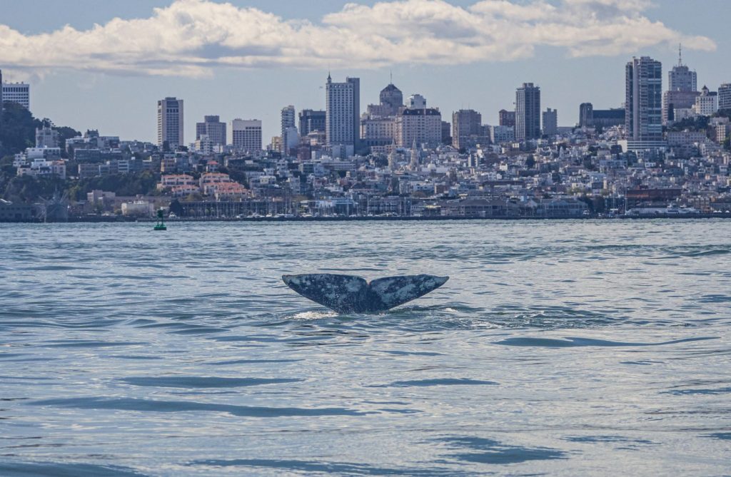 Wildlife mystery: Why are gray whales swimming into San Francisco Bay in increasing numbers?