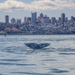 Wildlife mystery: Why are gray whales swimming into San Francisco Bay in increasing numbers?