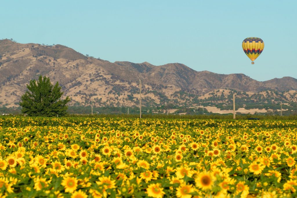 The perfect day trip to Yolo County’s sunflower paradise