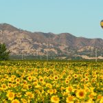 The perfect day trip to Yolo County’s sunflower paradise