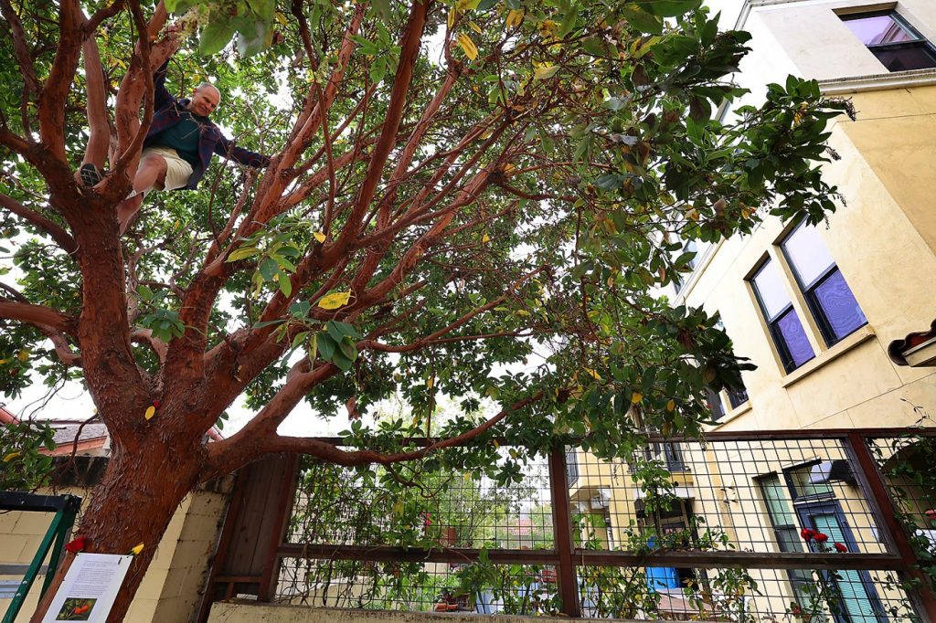 Overheard conversation sends Santa Cruz neighbor up a tree to prevent its removal