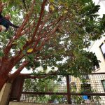 Overheard conversation sends Santa Cruz neighbor up a tree to prevent its removal