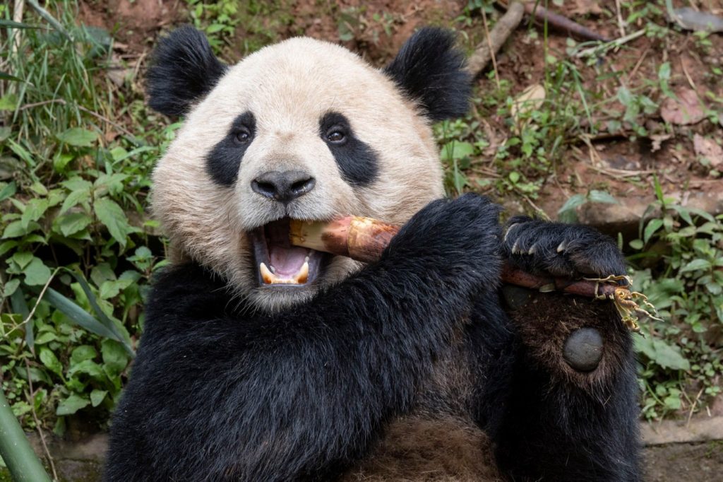 Pandas will head to California after a ‘farewell ceremony’ in China