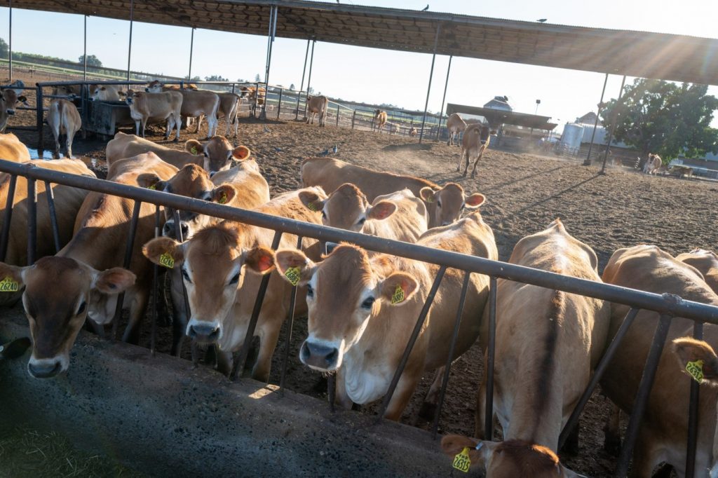 Farmworkers face high-risk exposures to bird flu, but testing isn’t reaching them