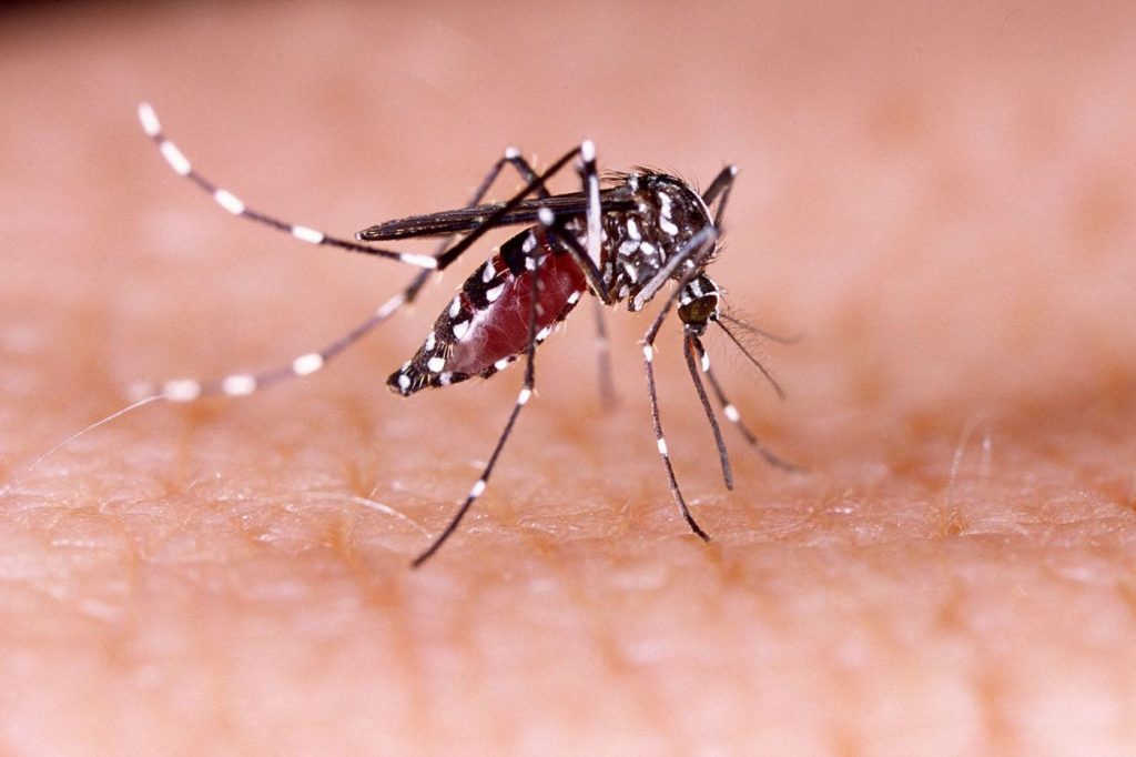 What to know about dengue as CDC warns of rising risk in United States