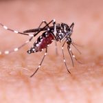 What to know about dengue as CDC warns of rising risk in United States