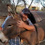 A pet donkey disappeared in Northern California five years ago. He’s been spotted living with a herd of wild elk