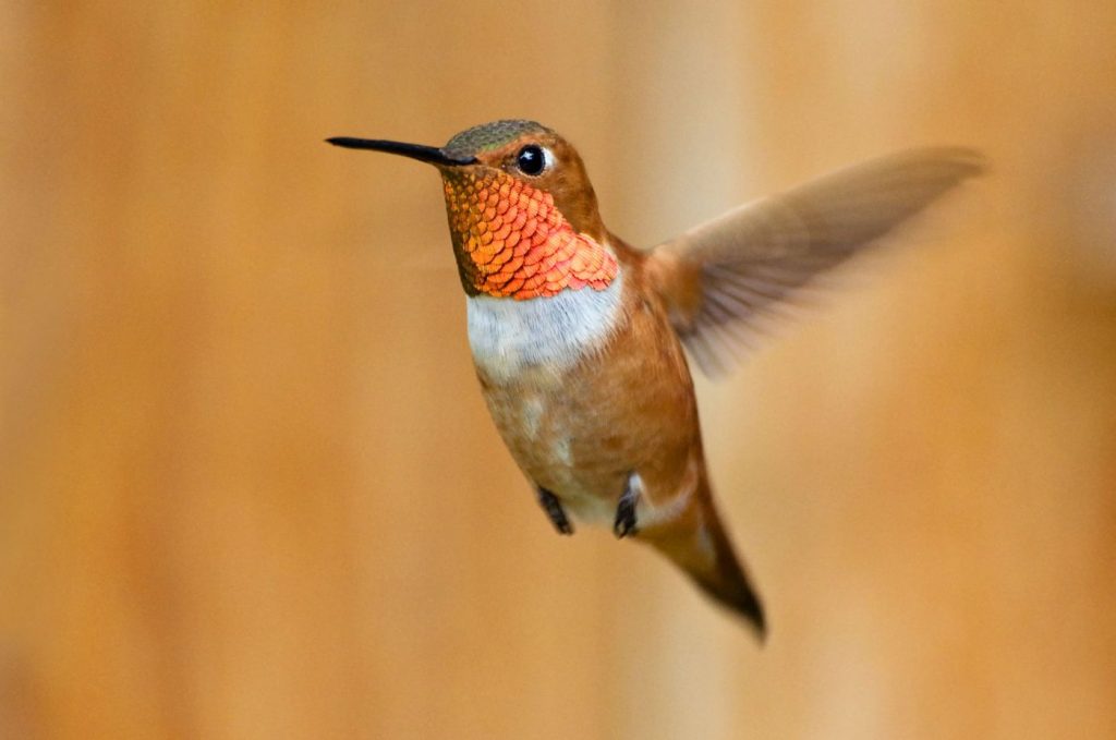 Can this marriage be saved? Walnut Creek couple debates whether to feed hummingbirds year round