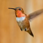 Can this marriage be saved? Walnut Creek couple debates whether to feed hummingbirds year round