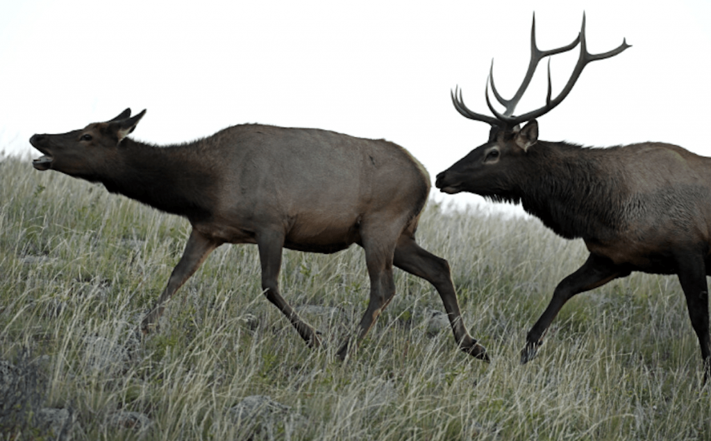 Alarming elk attacks in Colorado tourist town: 2 kids and a dogwalker stomped