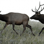 Alarming elk attacks in Colorado tourist town: 2 kids and a dogwalker stomped