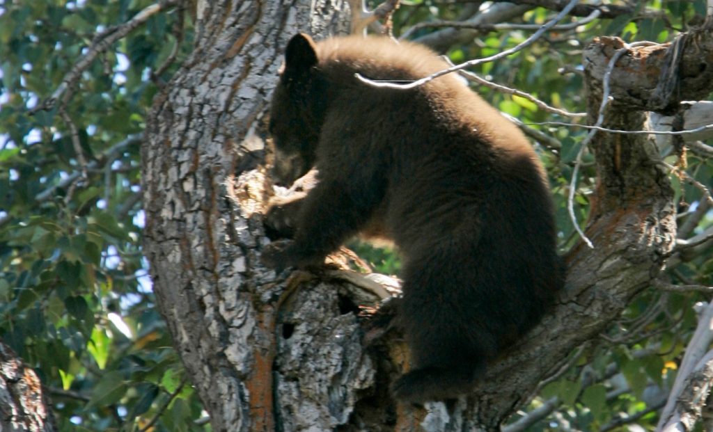 Tahoe man won’t be charged for killing bear he said was in his kitchen