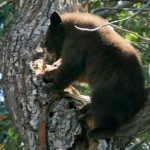 Tahoe man won’t be charged for killing bear he said was in his kitchen