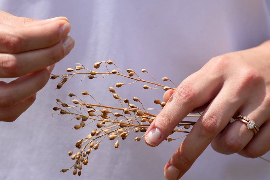 Camelina is the crop of jet fuels and cleaner waters. But will farmers grow it?