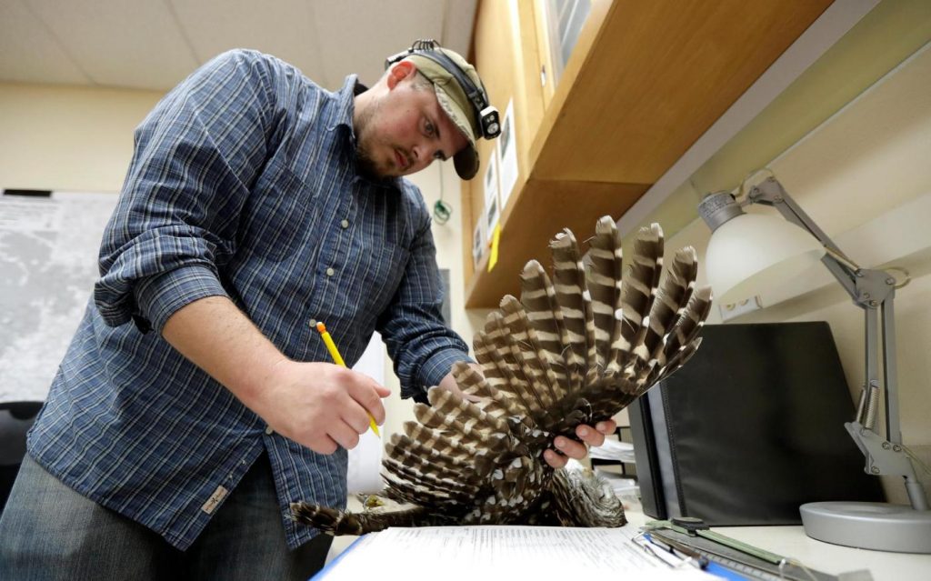 To save spotted owls, US officials plan mass killing of another owl species in West Coast forests