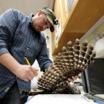 To save spotted owls, US officials plan mass killing of another owl species in West Coast forests