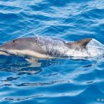 Most seen dolphin off California should be its own species, new study argues