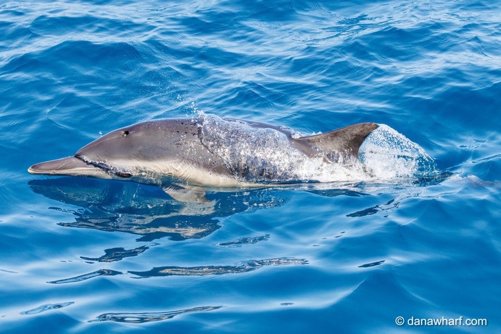 Most seen dolphin off California should be its own species, new study argues