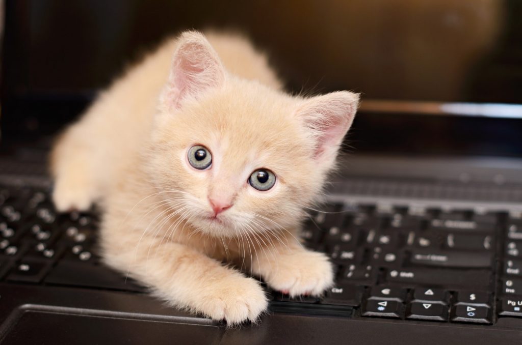 Opinion: I’ve learned that it may be best to email like a cat