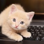 Opinion: I’ve learned that it may be best to email like a cat