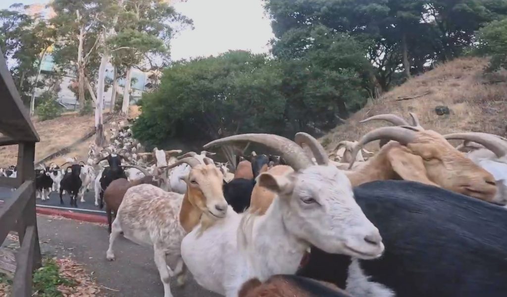 Watch a tsunami of goats storm down a Berkeley Hills road