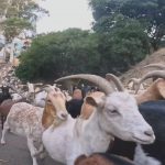 Watch a tsunami of goats storm down a Berkeley Hills road