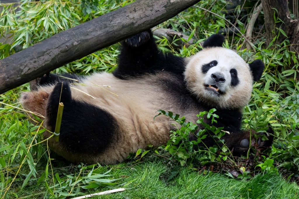 Panda pair ‘acclimating’ to new home at San Diego Zoo