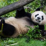 Panda pair ‘acclimating’ to new home at San Diego Zoo