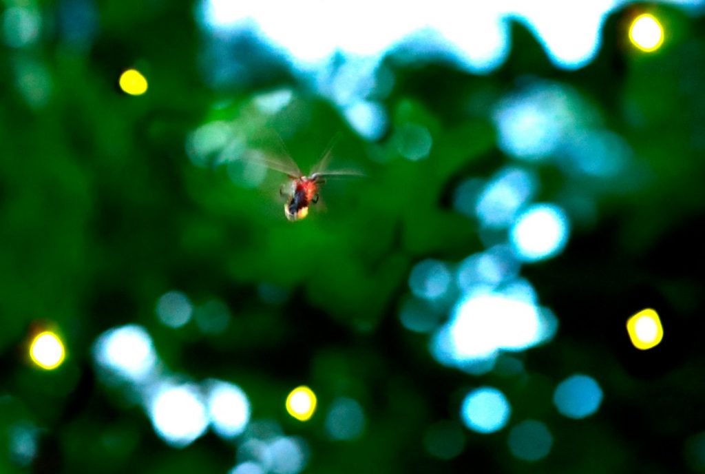 Are lightning bugs a threatened species? No one knows. Firefly research ‘not where the money is,’ expert says.