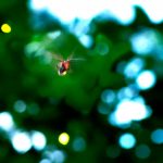 Are lightning bugs a threatened species? No one knows. Firefly research ‘not where the money is,’ expert says.