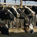 Is bird flu in cattle here to stay?