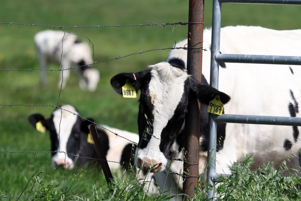 As bird flu spreads on dairy farms, an ‘abysmal’ few workers are tested