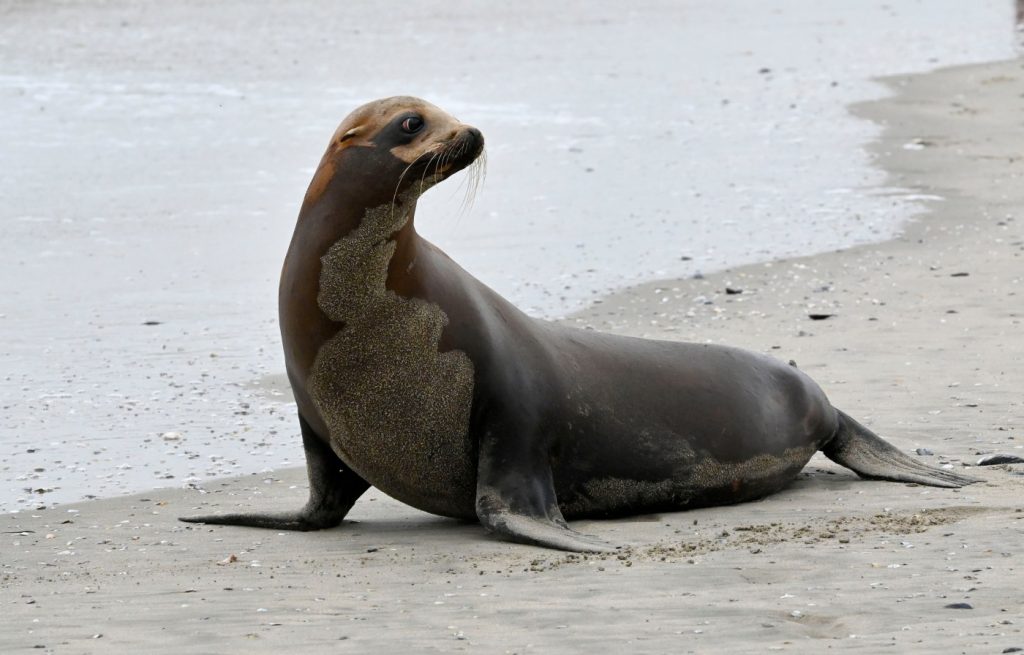 Sea lions are stranding themselves on California’s coast with signs of poisoning by harmful algae