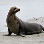 Sea lions are stranding themselves on California’s coast with signs of poisoning by harmful algae