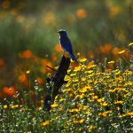 Why have bluebirds ignored a North Carolina birdhouse for a decade?