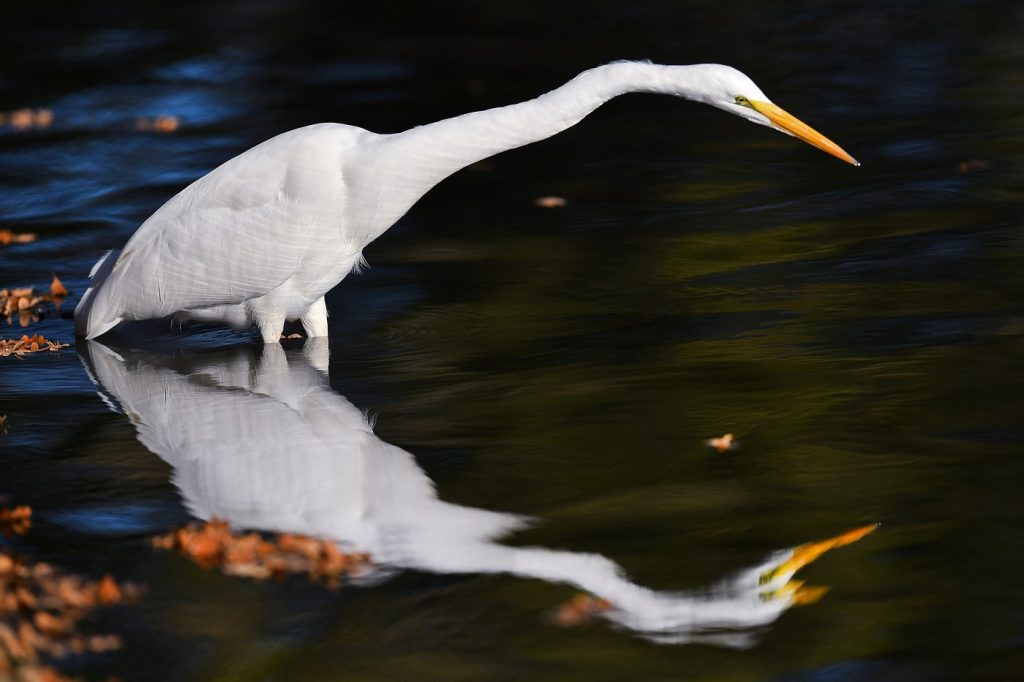 5 great spots to catch the fall bird migration in the Bay Area