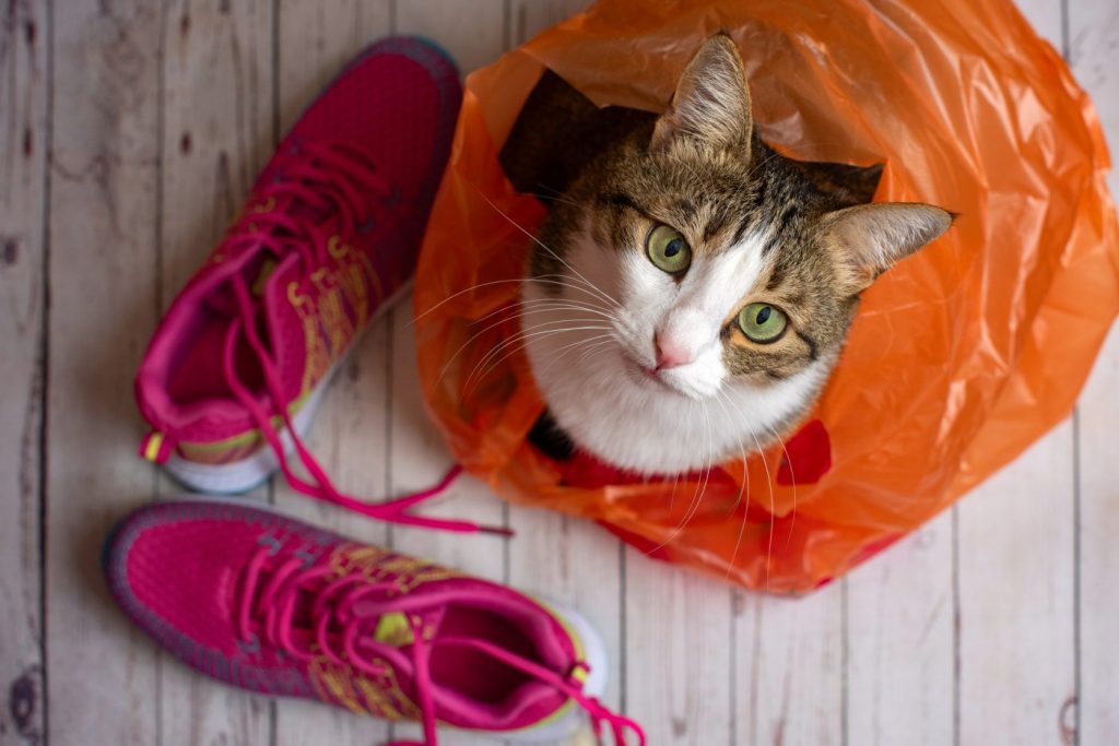 Animal Life: Why is a Saratoga cat chewing plastic tablecloths, bags and tape?