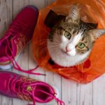 Animal Life: Why is a Saratoga cat chewing plastic tablecloths, bags and tape?