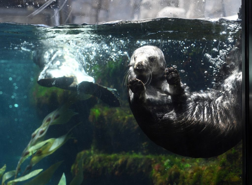 Monterey Bay Aquarium: Providing otter love through surrogacy program