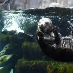 Monterey Bay Aquarium: Providing otter love through surrogacy program