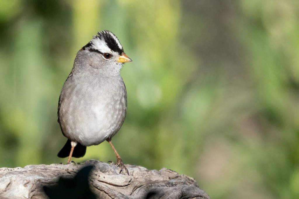 Get to know the Bay Area birds of autumn