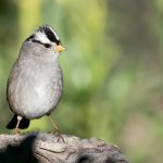 Get to know the Bay Area birds of autumn