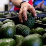 US to hand over pest inspections of Mexican avocados to Mexico and California growers aren’t happy