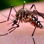 An invasive mosquito was spotted in Gilroy. Here’s how you can stop the dangerous pest.